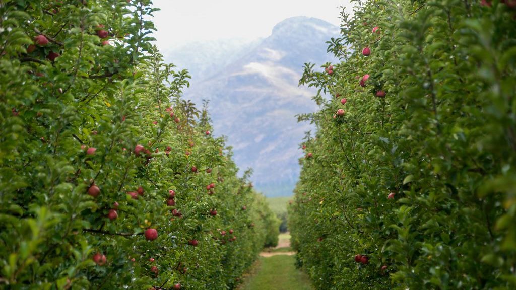South African Apples Head to Market With Strong Quality and Volume